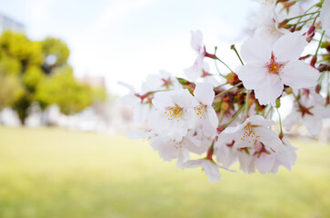 満開の桜の花と芝生