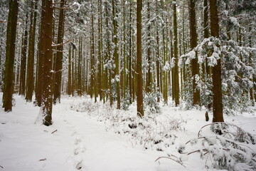 Obraz na płótnie Canvas snowy cedar forest