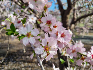 Obraz premium イスラエルのアーモンド林で撮ったアーモンドの花