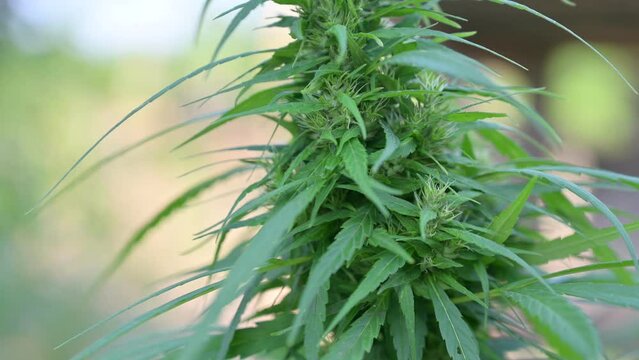 marijuana Cannabis plant leaves and parts of the cannabis