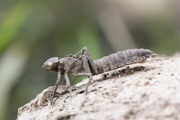 An exuvia of a dragonfly larva on the riverbank 