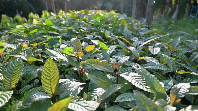 Kratom sapling (Mitragyna speciose) green Is a type of drug