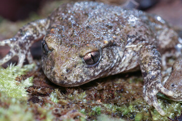 Close-up of an Alytes obstetricans in full detail 