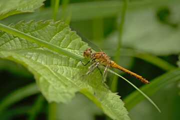 Ruddy darter with spread wing sitting on a green leaf, side view - Sympetrum sanguineum
