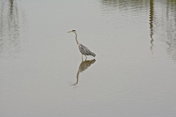 grey heron standing in a swamp in Bourgoyen nature reserve, Ghentm Belgium