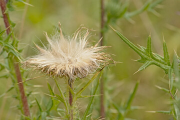 White fluffy thistle seeds on an overblown flower