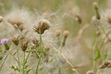 White fluffy thistle seeds on overblown flowers