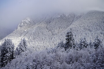 白銀の世界　雪　冬山　樹氷　カナダ　北米　山