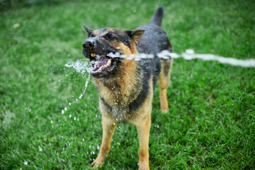 Playful Dog German Shepherd tries to catch water from garden hose