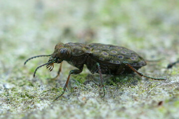 Closeup on a small but colorful ground beetle, Elaphrus riparius sitting on stone