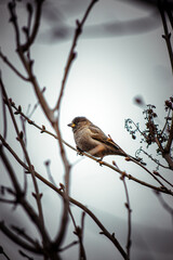 Sparrow