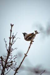 Sparrow