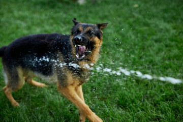 Playful Dog German Shepherd tries to catch water from garden hose