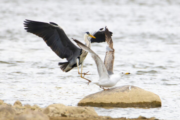 Czapla siwa i mewa / Grey heron and a gull