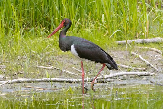 Bocian czarny / Black stork