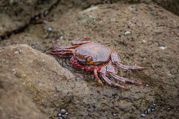 Sally Lightfoot crab (Grapsus grapsus) on rock at the Pacific coast of northern Chile
