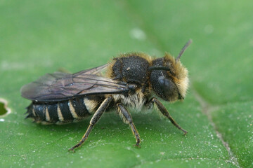 Closeup on a male sharp-tailed cuckoo bee, Coelioxys , sitting on a green leaf