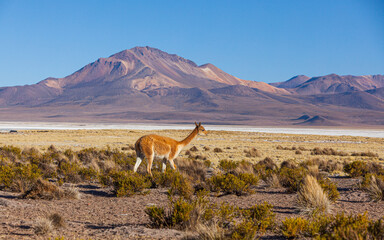 Wild Vicuna (Vicugna vicugna) on the high altitude plateau of the Altiplano in the north of Chile