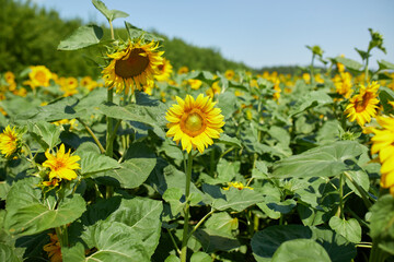 A sunny field of sunflowers in glowing yellow light.
