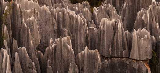 Close up in panorama format of strongly eroded limestone pillars in Shilin Stone Forest, Yunnan province, China