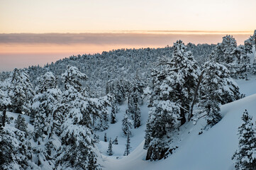 Sapins sous la neige