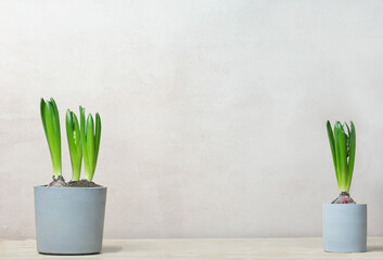 bulb flowers in cement pots, copy space for product placement. scandinavian style spring decor. hyacinth green leaves in concrete pots. template for spring sale.