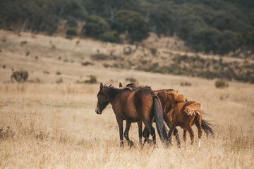 Wild brumbies in the plains of Snowy Mountains - obrazy, fototapety, plakaty