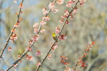 メジロと早春の寒桜