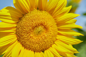 Close up of sunflowers in glowing yellow ligh