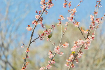 メジロと早春の寒桜