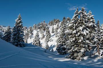 Sapins sous la neige