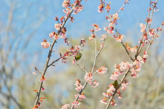 メジロと早春の寒桜