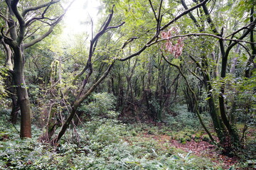 mossy trees and vines in thick wild forest