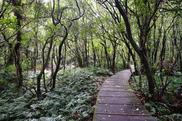 fine boardwalk through autumn forest