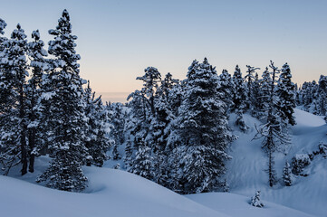 Sapins sous la neige
