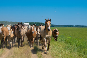 A herd of thoroughbred horses running on a sunny day along a field road.