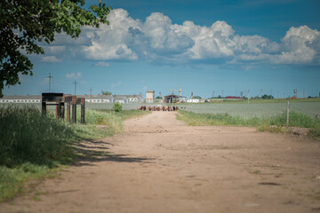 A herd of thoroughbred horses running on a sunny day along a field road.