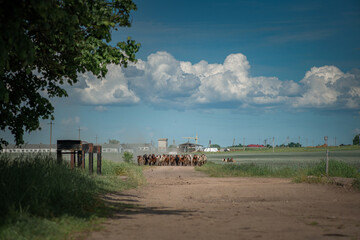 A herd of thoroughbred horses running on a sunny day along a field road.