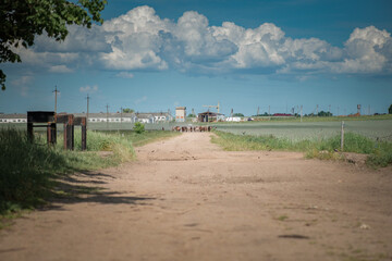 A herd of thoroughbred horses running on a sunny day along a field road.