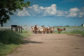 A herd of thoroughbred horses running on a sunny day along a field road.