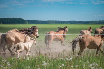 A herd of thoroughbred horses running on a sunny day along a field road.
