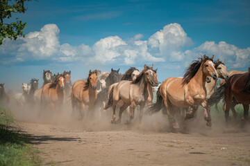 A herd of thoroughbred horses running on a sunny day along a field road.