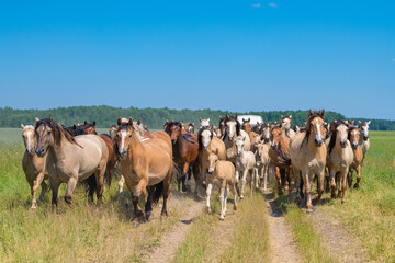 Naklejka na ściany i meble A herd of thoroughbred horses running on a sunny day along a field road.