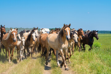 A herd of thoroughbred horses running on a sunny day along a field road.