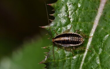 Asian Cockroach nymph (Blattella asahinai) dorsal view on a thistle leaf in Houston, TX.