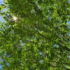 Filtered light through tree leaves