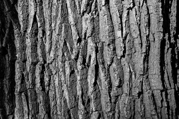 Bark of an oak tree (quercus) in a forest in Sauerland Germany. Natural background surface with different colors from green to brown. Rough structure of typical oak trunk as protection for the plant.