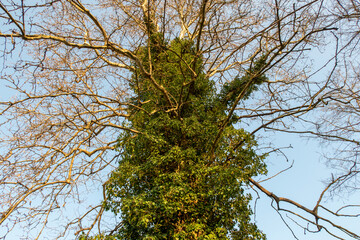 Albero