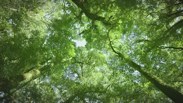 Bottom up view of lush green foliage of trees with morning sun. Spring and summer background.