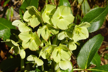 White green flowering hellebores. Genus Helleborus of the buttercup or crowfoot family (Ranunculaceae). Netherlands, March